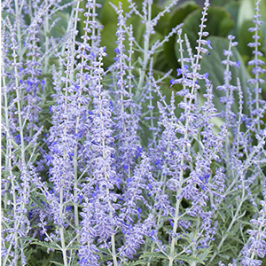 russiansage300x300 russiansage300x300