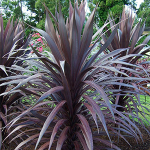 spike300x300 spike300x300