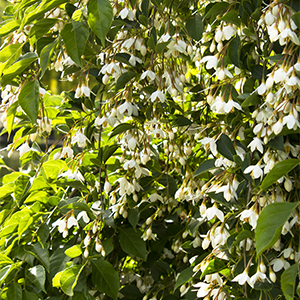 styrax300x300 styrax300x300