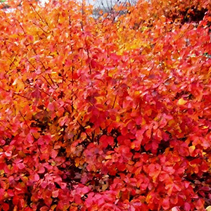 sumac300x300 sumac300x300