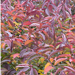 sweetspire300x300 sweetspire300x300