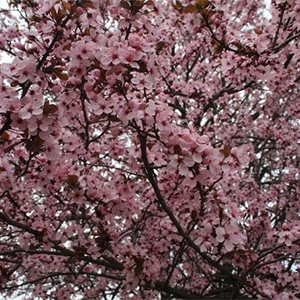 thundercloudplum thundercloudplum