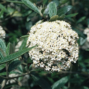 viburnum300x300 viburnum300x300