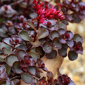0151044.jpg Sedum spurium 'Voodoo' in terracotta container