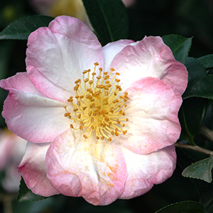 Apple Blossom Camellia 300x300 Apple Blossom Camellia 300x300