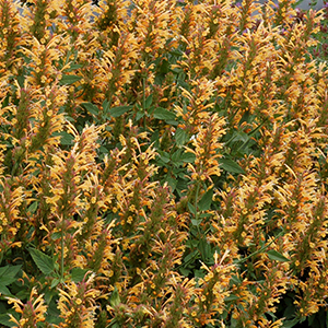 agastache300x300 agastache300x300
