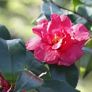 Camellia sasanqua Camellia sasanqua