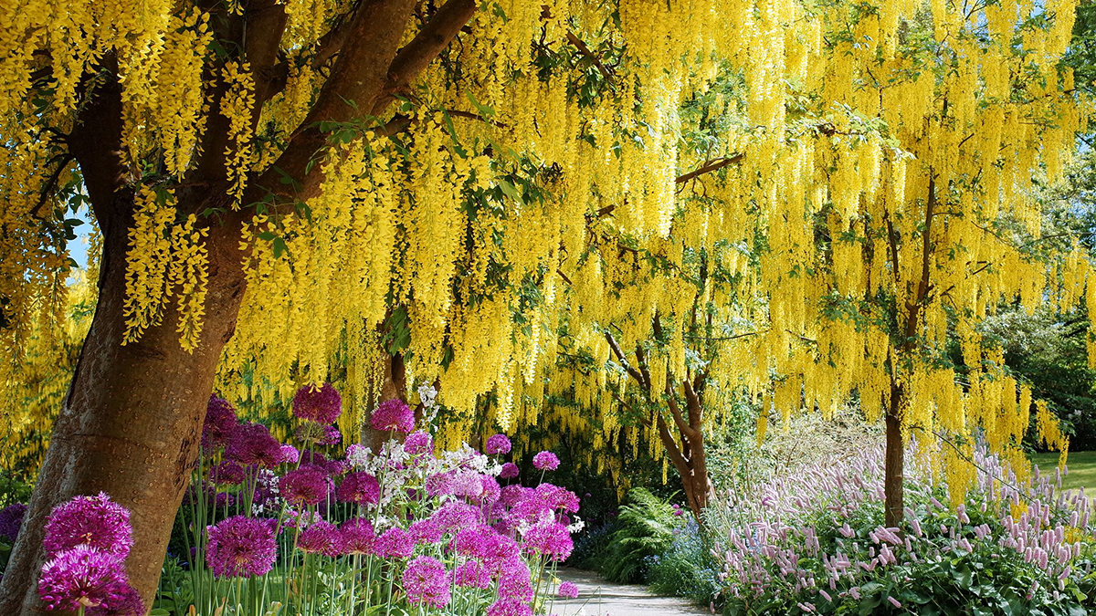 Top 13 Flowering Trees for Small Gardens – Grow Beautifully