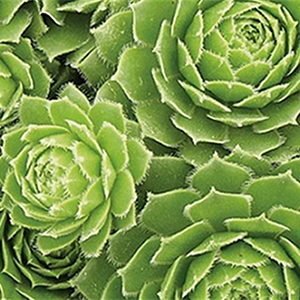 greenwheelcropped greenwheelcropped