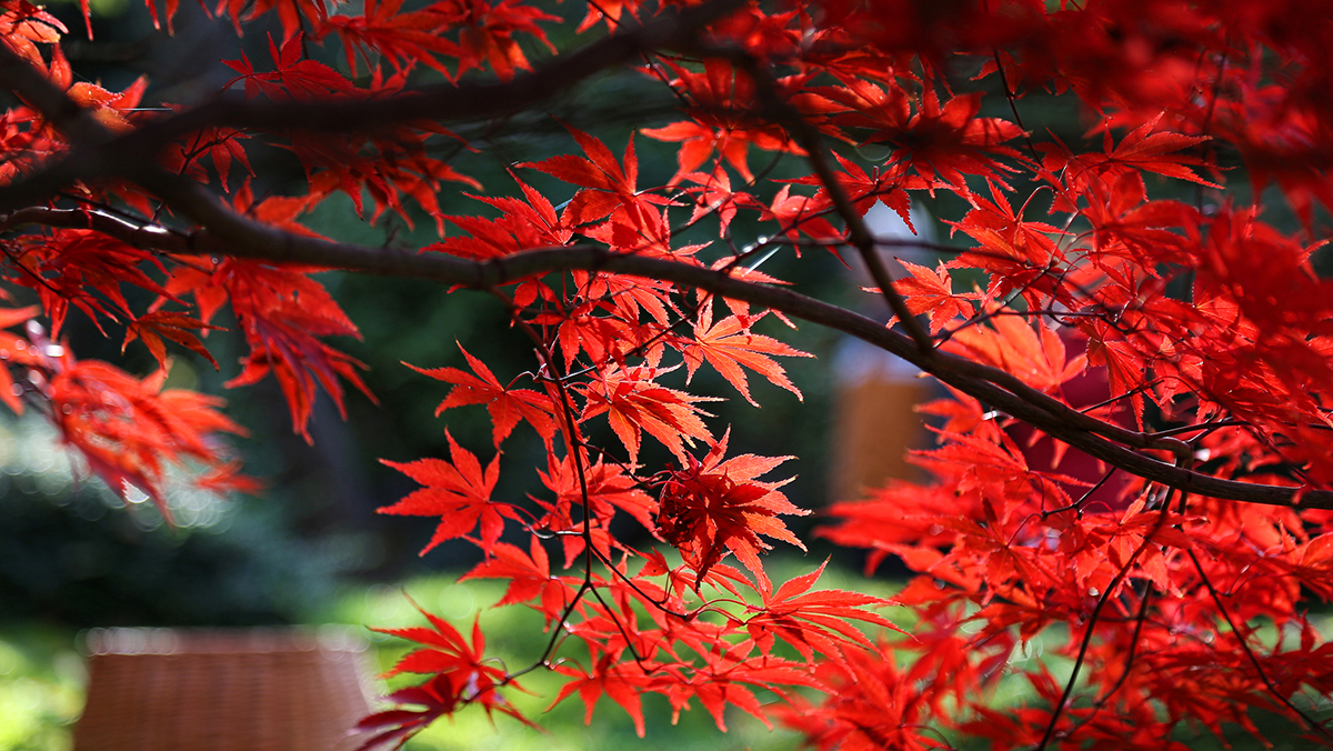 different types of japanese maple trees