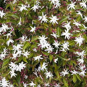 Angel-Wing Jasmine, Jasminum nitidum Angel-Wing Jasmine, Jasminum nitidum