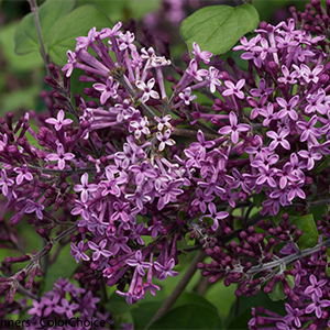 lilacs300x300 lilacs300x300