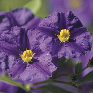 0034367.jpg Solanum rantonnetii