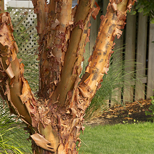 paperbark paperbark