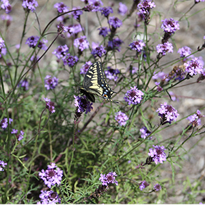 verbena300x300 verbena300x300