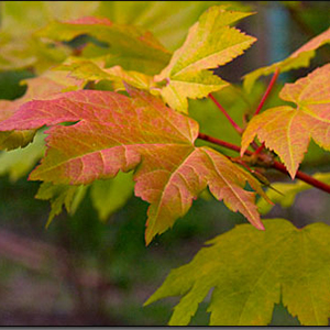vinemaple vinemaple