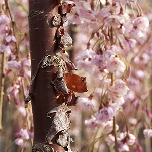 weepingcherrybark300x300 weepingcherrybark300x300
