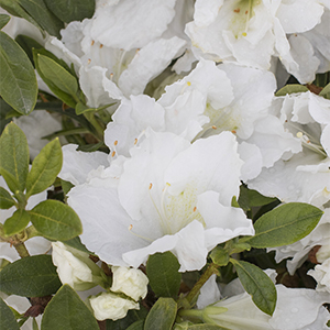Alaska Azalea 300x300 Alaska Azalea 300x300