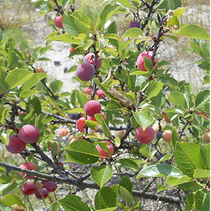 Prunus marítima (Beach Plum) Plant. Prunus marítima (Beach Plum) Plant.