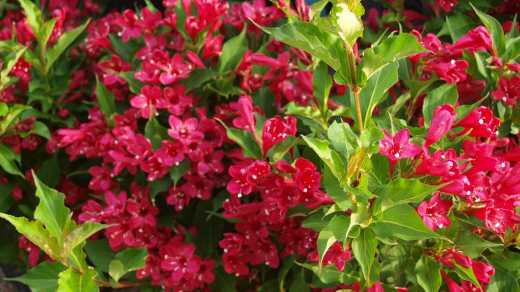 Best Shrubs to Attract Pollinators (Northwest) Grow Beautifully