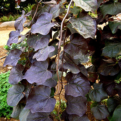Ruby falls Weeping redbud 400x400 Ruby falls Weeping redbud 400x400