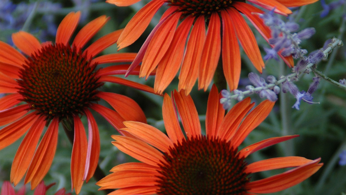 The Colors Of Coneflowers Grow Beautifully
