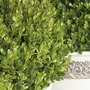 1370-faulkner-boxwood-close-up_300 1370-faulkner-boxwood-close-up_300