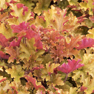 2887-marmalade-coral-bells-full-shot_300 2887-marmalade-coral-bells-full-shot_300