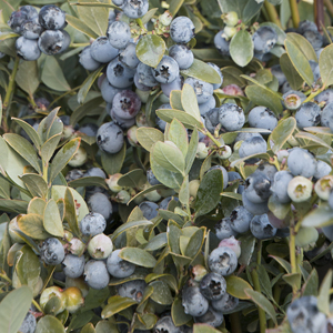 5623-bountiful-blue-blueberry-fruit_resize 5623-bountiful-blue-blueberry-fruit_resize