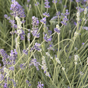 5731-munstead-lavender-close-up_300 5731-munstead-lavender-close-up_300