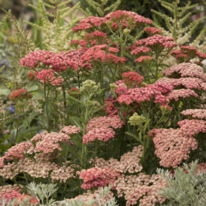 5824-tutti-frutti-apricot-delight-yarrow-landscape_300 5824-tutti-frutti-apricot-delight-yarrow-landscape_300