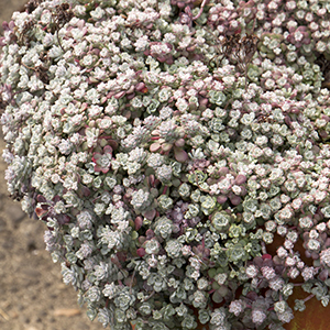 Cape Blanco Stonecrop 300 3428; Cape Blanco; container planting; Sedum; Sedum spathulifolium; Stonecrop; terra cotta pot; terracotta