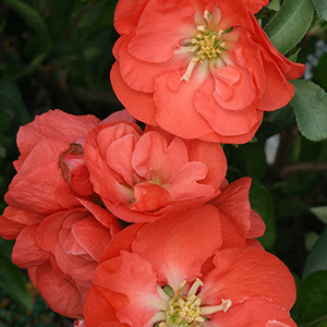 Double Take Orange™ Flowering Quince 300 Double Take Orange™ Flowering Quince 300
