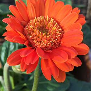 Garvinea Kendall® Gerber Daisy 300 Garvinea Kendall® Gerber Daisy 300