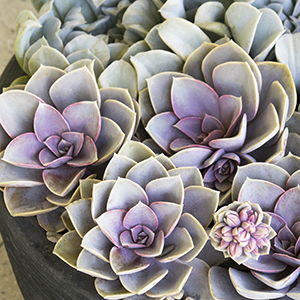 Perle von Nurnberg Echeveria 300 Perle von Nurnberg Echeveria 300