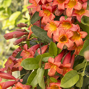 Tangerine Beauty Crossvine 300 Tangerine Beauty Crossvine 300