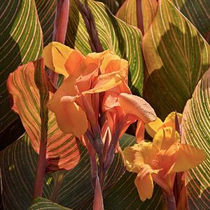 Tropicanna® Canna 300 Tropicanna® Canna 300