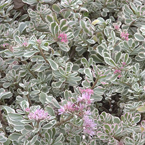 Variegated Stonecrop 300 Variegated Stonecrop 300