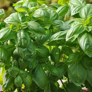 basil_300 basil_300