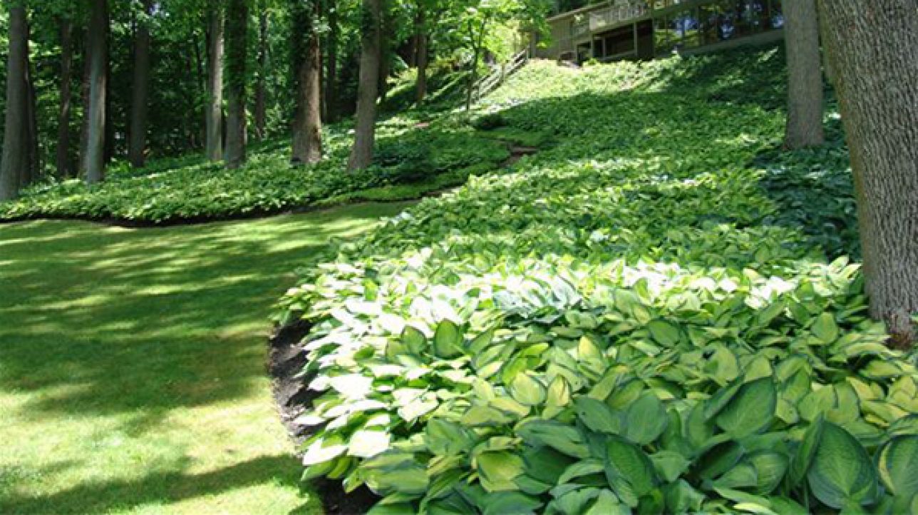 5 Ways to Design With Hostas Grow Beautifully