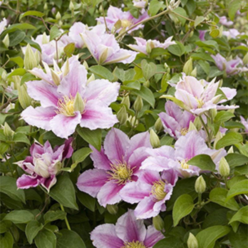 Clematis to Plant Now for Late Summer Blooms – Grow Beautifully