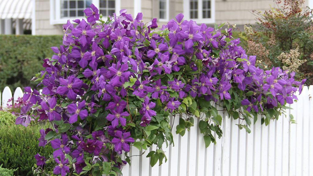 Clematis to Plant  Now for Late  Summer  Blooms Grow 