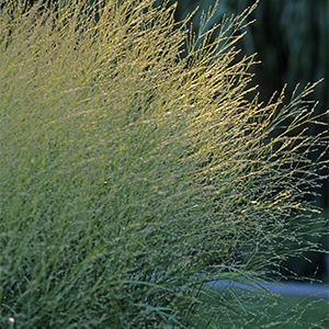 Molina caerulea Skyracer grass in evening light