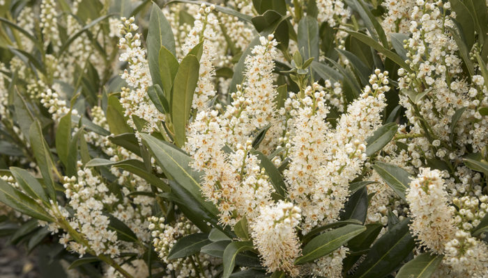 4824-jade-enchantress-cherry-laurel-close-up-bloom-resize 4824-jade-enchantress-cherry-laurel-close-up-bloom-resize