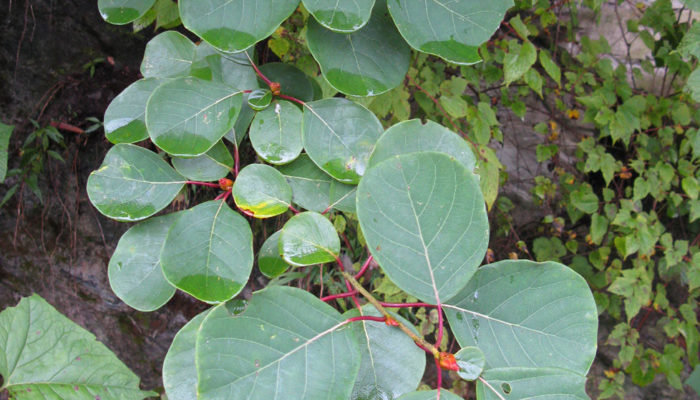 Asian Essence™ Litsea-resize2 Asian Essence™ Litsea-resize2