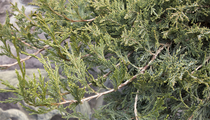 Burly Blue™ Juniper Burly Blue™ Juniper