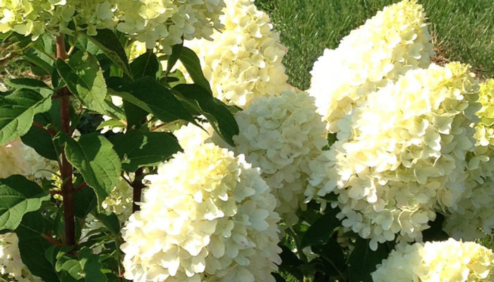 Candy Apple™ Hydrangea Candy Apple™ Hydrangea
