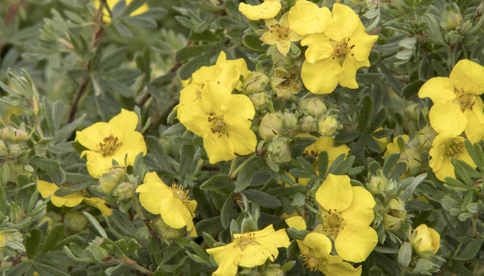 CheeseHead™ Potentilla CheeseHead™ Potentilla