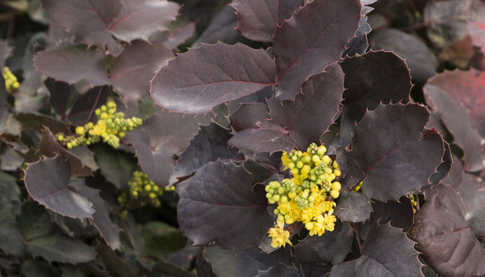 DarkStar® Creeping Oregon Grape DarkStar® Creeping Oregon Grape