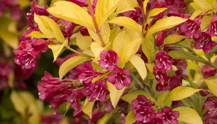 Golden Jackpot® Weigela-resize Golden Jackpot® Weigela-resize
